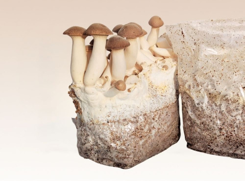 Les Myconautes - Substrat de pleurotes panicaut Bio