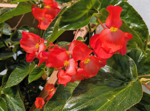 Nature et Saveurs - Ferme Aquaponique et Permacole Astérienne - Fleurs de bégonia Dragon rouge - 4g