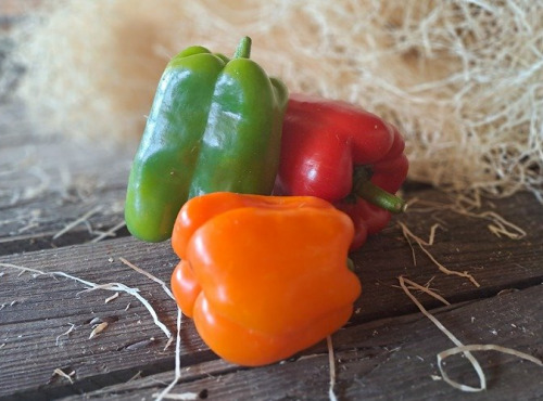 Les Jardins de Gérard - Poivron tricolore - 1 kg