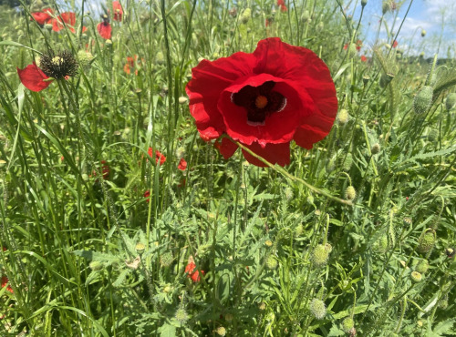 Des Poules et des Vignes à Bourgueil - 10 Pétales de coquelicots