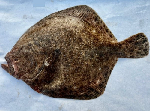 Godaille de l'Armement Cherbourgeois - En Direct du Bateau - Turbot Sauvage- Vidé- Pièce De 1kg