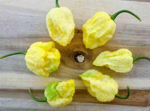 HERBA HUMANA - Carolina reaper blanc frais