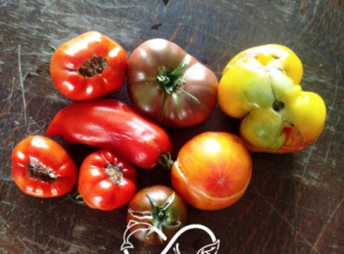Nature et Saveurs - Ferme Aquaponique et Permacole Astérienne - Tomates déclassées pour coulis – l’âme concentrée de la tomate