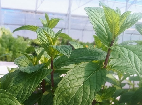 Nature et Saveurs - Ferme Aquaponique et Permacole Astérienne - Menthe Sauvage Astérienne (Bouquet Frais) 1000g