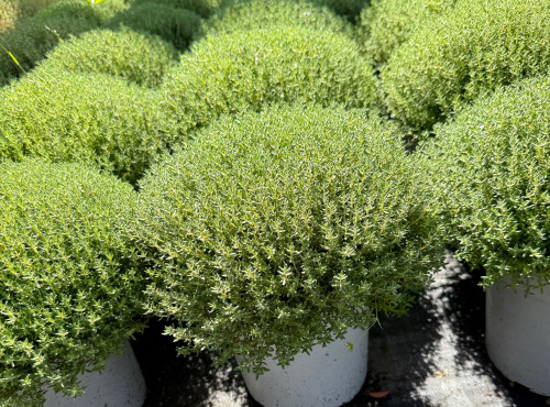 L’Oliveraie du Coudon - THYM EN POT XXL DE 18 CM