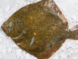 Brest Marée - Turbot 1kg