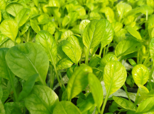Nature et Saveurs - Ferme Aquaponique et Permacole Astérienne - Jeunes feuilles de tatsoï vert — rondeur et élégance végétale