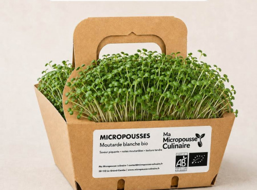 Ma Micropousse culinaire - Micro-pousses bio de moutarde blanche – 8 barquettes