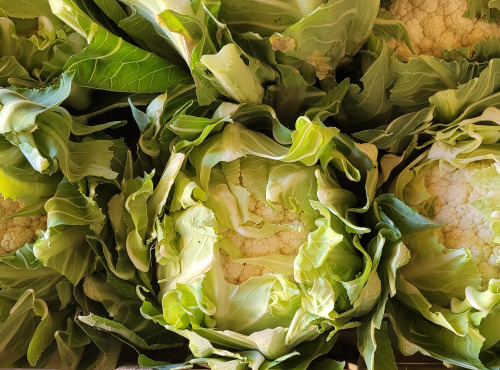 Maison Quéméner - Choux-fleurs - 3 pièces véritables choux-fleurs bretons