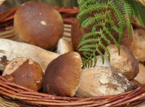 Elissalde Le Potager Basque - Cèpes Frais Sauvages Des Forêts Du Pays Basque - 500 G