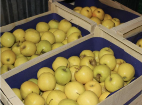 Le Châtaignier - (Offre réservée) - 700kg pommes golden Catégorie 2 pas mûres