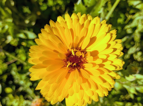 Nature et Saveurs - Ferme Aquaponique et Permacole Astérienne - Fleurs de souci jaune - 15g