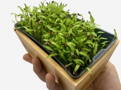 Horssol - Ferme urbaine - Micro-pousse de Livèche x4 barquettes