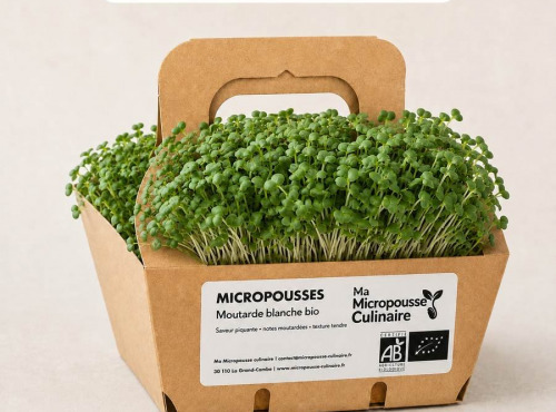 Ma Micropousse culinaire - Micro-pousses bio de moutarde blanche – 4 barquettes