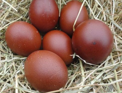 Ferme des Hautes Granges - Oeufs roux - 2 boîtes de 6