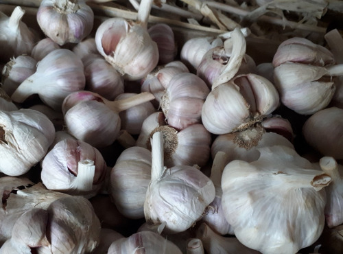 La Ferme De Jérôme - Ail Rose - Ail Rose En Vrac - 1kg