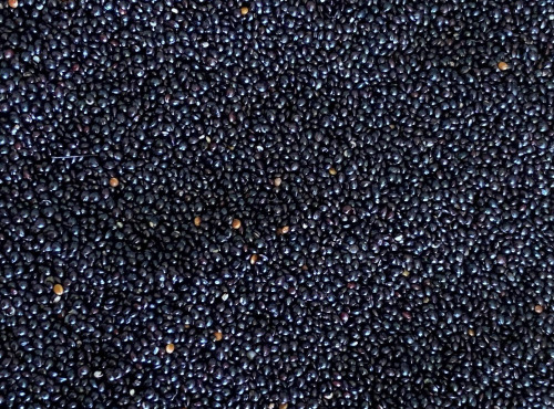 BERRY GRAINES - Amarante noire HVE origine France - sac 5kg x1