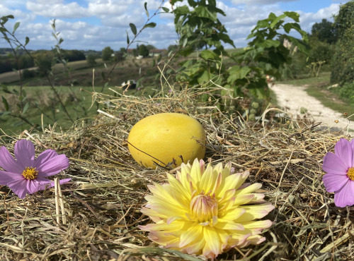 Ferme Sinsac - Courge spaghetti