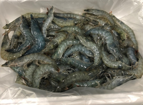Lisaqua - Crevette Française crue surgelée - 70 à 100 pièces/kg