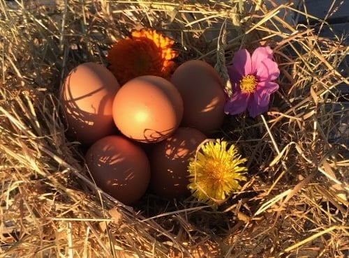 Ferme Sinsac - Oeufs fermiers mini