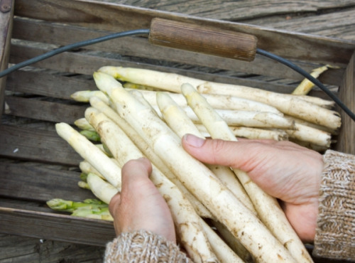 Saveur d'Ornain - Asperges Blanches de Lorraine - 1kg