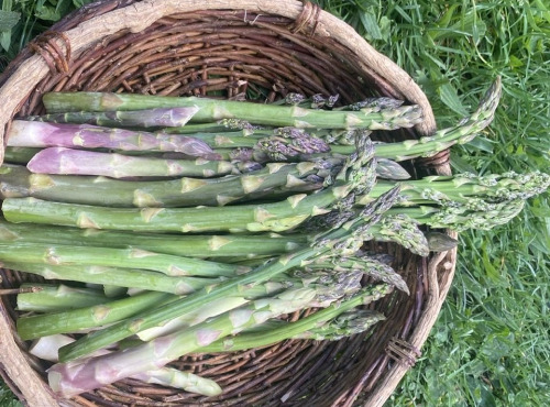 Des Poules et des Vignes à Bourgueil - Asperges vertes d’Anjou