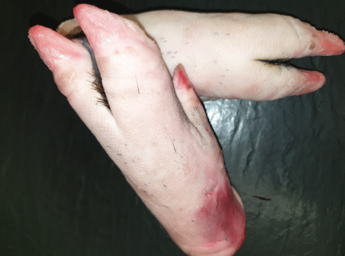 La Ferme du Montet - Pieds de porc noir Gascon