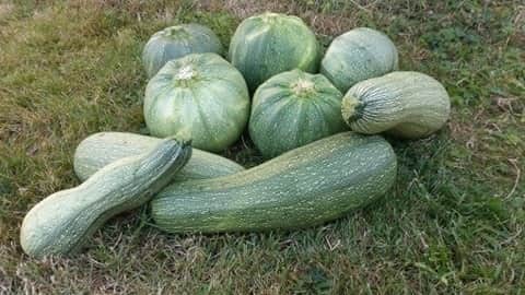 La Ferme Boréale - Colis De Courgettes En Mélange 4kg