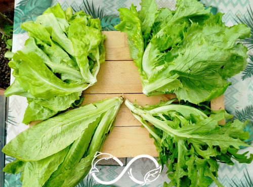 Nature et Saveurs - Ferme Aquaponique et Permacole Astérienne - Salades fraîches en duo