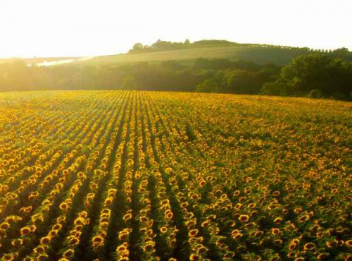 Les Vergers De Tailhac - Huile vierge de Tournesol