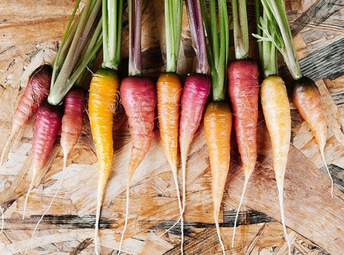 Nature et Saveurs - Ferme Aquaponique et Permacole Astérienne - Mini-carottes Marché de Paris — tendresse gastronomique