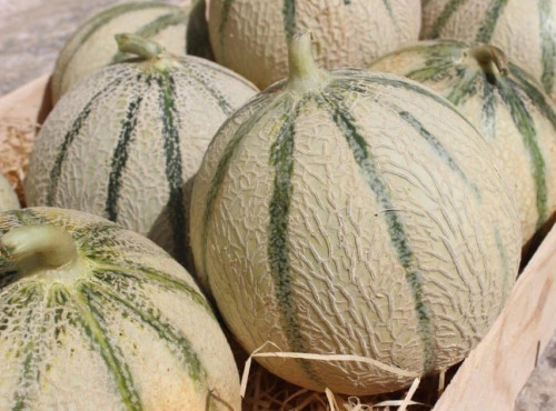 Domaine Reverchon - Melon du Vaucluse 5kg