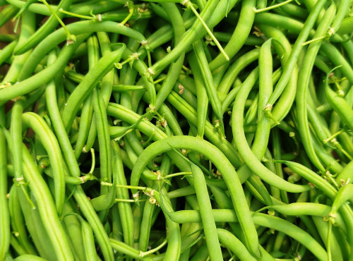 Nature et Saveurs - Ferme Aquaponique et Permacole Astérienne - Haricot Vert Sans Fil