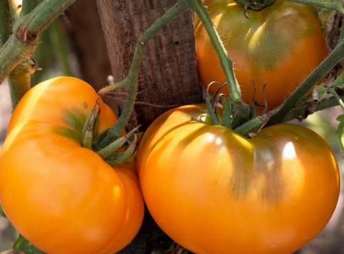 Maréchal Fraicheur - Tomates Ananas - 5 kg