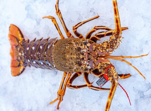 Poissonnerie La Piriacaise - Langouste Bretonne cuite 800/1.1