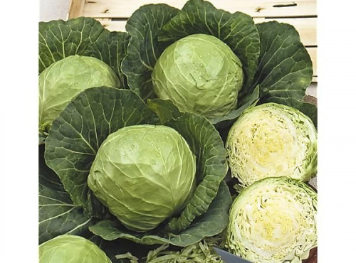 La Ferme de Goas Per - Chou blanc bio - 1 pièce