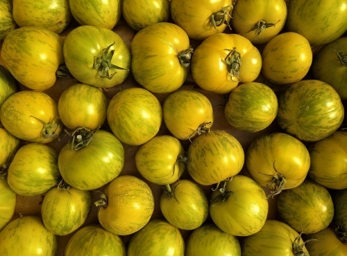 Nature et Saveurs - Ferme Aquaponique et Permacole Astérienne - Tomate Green Zebra - Kg