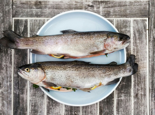 Nature et Saveurs - Ferme Aquaponique et Permacole Astérienne - Duo gourmand de truites blanches – Élevées en aquaponie
