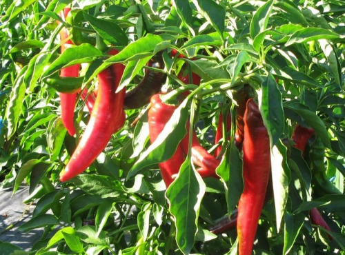 Elissalde Le Potager Basque - 15 Plants De Piment Du Pays Basque