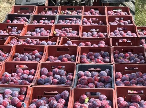 Vergers des brunots - Prune "Fortune" 10kg