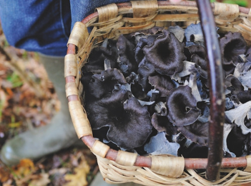 Elissalde Le Potager Basque - Trompettes De La Mort Fraîches Du Pays Basque - 500g