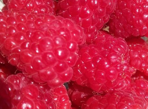 Ferme Joos - lot de 3 barquettes de framboises