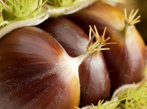 Maréchal Fraicheur - Marrons - 1 kg