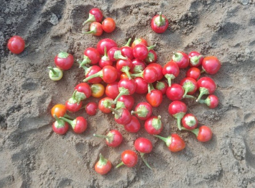 HERBA HUMANA - Piment Nose Gay - 110g