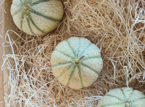 Le Châtaignier - Lot de 3 Melons