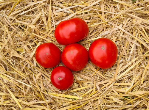 La Ferme de Goas Per - Tomate ancienne de Monthléry Bio - 500g