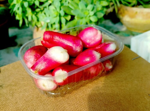 Nature et Saveurs - Ferme Aquaponique et Permacole Astérienne - Radis Rouge sans Fanes