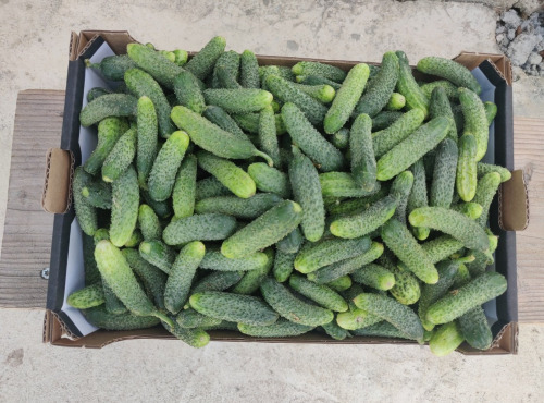 Ferme de la ville basse - Cornichons  Bio Mix très fin-extra fin