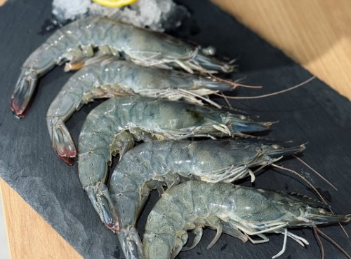 Agriloops - Gambas bretonnes fraîches 30/50 – 1 kg