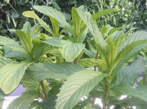 Nature et Saveurs - Ferme Aquaponique et Permacole Astérienne - Menthe tunisienne — fraîcheur intense et caractère oriental